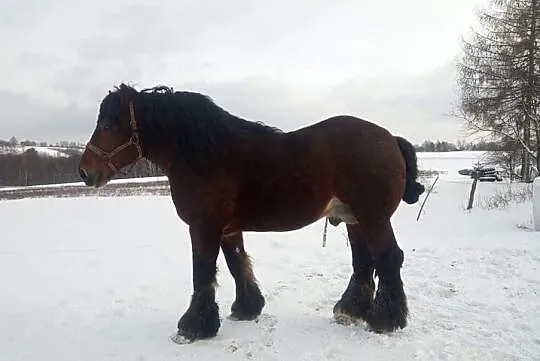 Sprzedam ogiera, , Stara Zbelutka