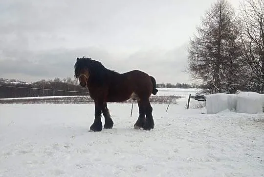 Sprzedam ogiera, , Stara Zbelutka