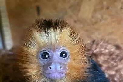 Marmozeta, Lwiatka złotogłowa (Leontopithecus chrysomelas) piękne maluszki
