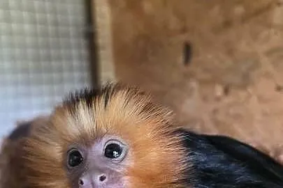 Marmozeta, Lwiatka złotogłowa (Leontopithecus chrysomelas) piękne maluszki, Śląskie, Katowice