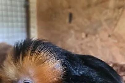 Marmozeta, Lwiatka złotogłowa (Leontopithecus chrysomelas) piękne maluszki, Śląskie, Katowice