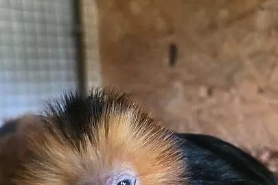 Marmozeta, Lwiatka złotogłowa (Leontopithecus chrysomelas) piękne maluszki, Śląskie, Katowice