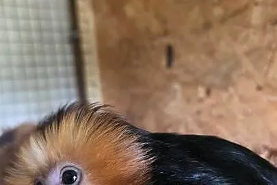 Marmozeta, Lwiatka złotogłowa (Leontopithecus chrysomelas) piękne maluszki, Śląskie, Katowice