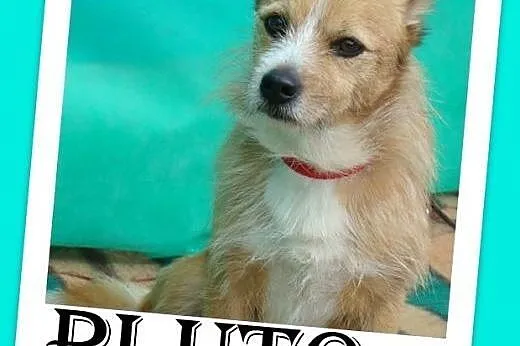 Mały kanapowiec,wesoły,łagodny piesek PLUTO.Adopcja,  małopolskie Kraków