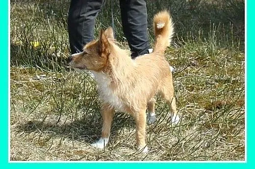 Mały kanapowiec,wesoły,łagodny piesek PLUTO.Adopcj