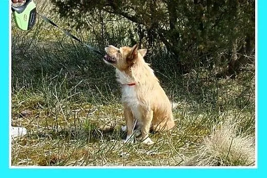 Mały kanapowiec,wesoły,łagodny piesek PLUTO.Adopcj