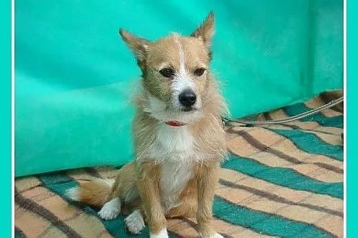 Mały kanapowiec,wesoły,łagodny piesek PLUTO.Adopcj
