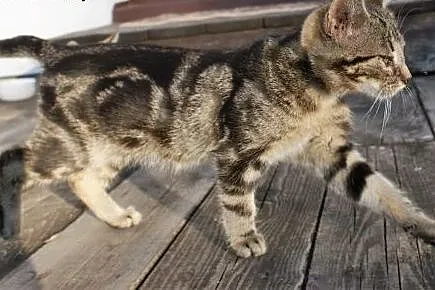 Dwa kotki szukają domu,  kujawsko-pomorskie Bydgos