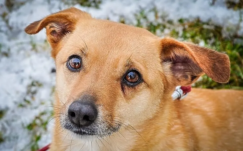 OTOZ Animals Channel - cudowna sunia o złotym serc