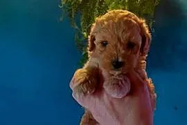 Maltipoo - piesek morelowy