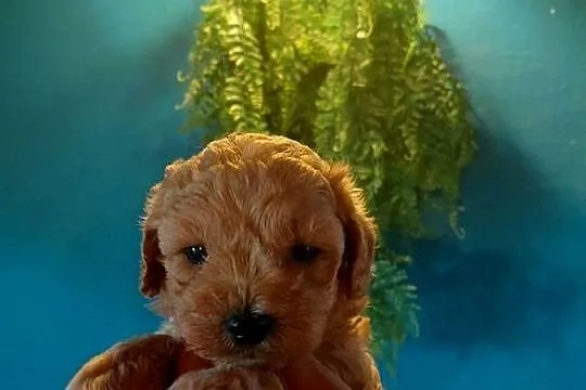 Maltipoo - piesek morelowy, Mazowieckie, Wyszków
