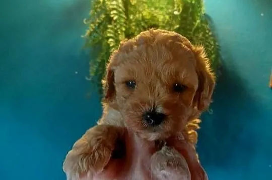 Maltipoo - piesek morelowy, Mazowieckie, Wyszków