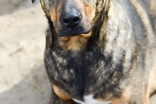Młodziutka, wesoła i bezkonfliktowa- Tigra, suczka ideał ADOPCJA