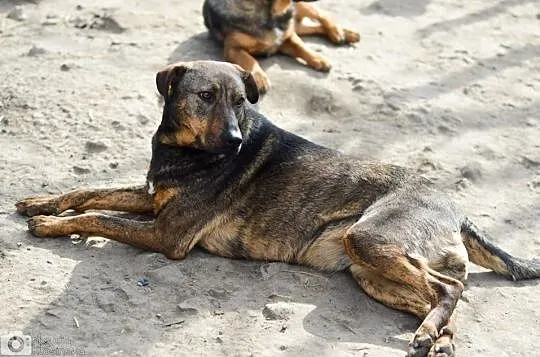 Młodziutka, wesoła i bezkonfliktowa- Tigra, suczka