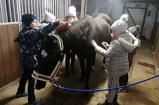 Sprzedam konia - do towarzystwa, na spacery, Wielkopolskie, Swarzędz