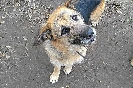 Łagodna, wpatrzona w człowieka i pełna życia Prada - adoptuj!,  Kundelki cała Polska