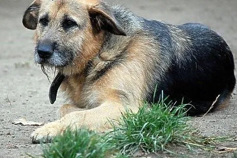 Łagodna, wpatrzona w człowieka i pełna życia Prada