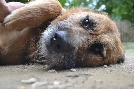 Łagodna, wpatrzona w człowieka i pełna życia Prada