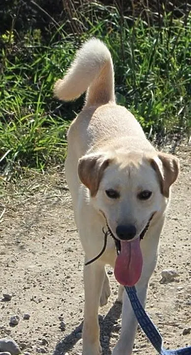 Labrador Migdał poleca się do adopcji
