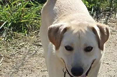 Labrador Migdał poleca się do adopcji