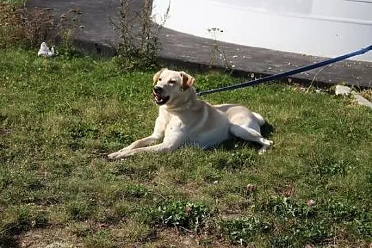 Labrador Migdał poleca się do adopcji