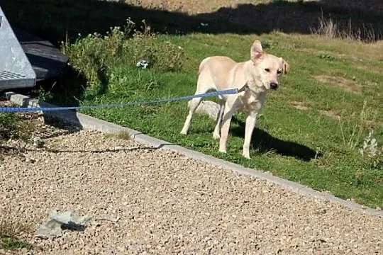 Labrador Migdał poleca się do adopcji
