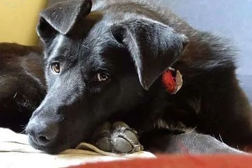 Molly - duża, radosna i młoda suczka szuka kochają