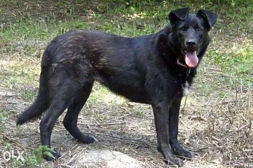 Molly - duża, radosna i młoda suczka szuka kochają