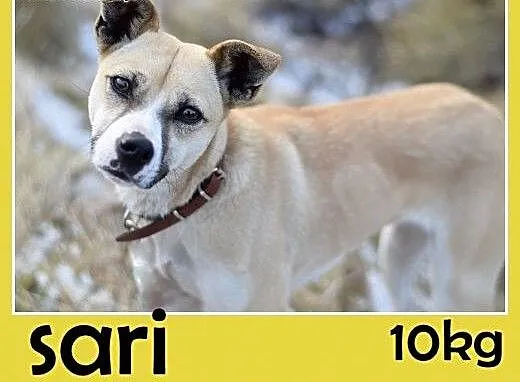 Mała 9kg,łagodna,grzeczna,wesoła suczka SARI.Adopc