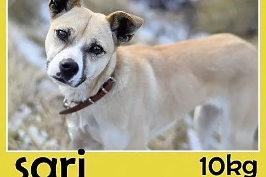 Mała 9kg,łagodna,grzeczna,wesoła suczka SARI.Adopcja, śląskie Katowice