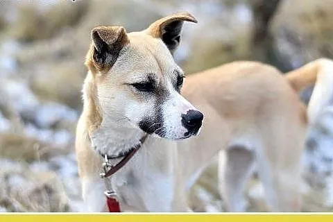 Mała 9kg,łagodna,grzeczna,wesoła suczka SARI.Adopc