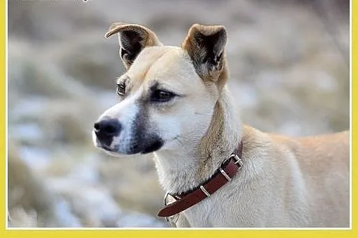 Mała 9kg,łagodna,grzeczna,wesoła suczka SARI.Adopc