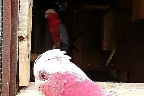 Kakadu różowe papuga papugi młode do oswojenia, Wrocław