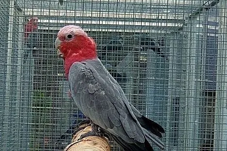 Kakadu różowe papuga papugi młode do oswojenia, Wrocław