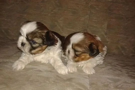 Shih tzu