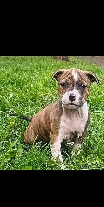American Staffordshire Terrier Legendary ROSE DOG, Mazowieckie, Różan