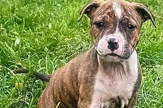 American Staffordshire Terrier Legendary ROSE DOG, Mazowieckie, Różan