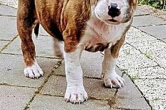 American Staffordshire Terrier Legendary ROSE DOG, Mazowieckie, Różan
