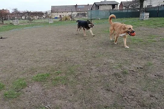 LORI - w te deszczowe dni ogrzeje serce Ci ;), Śląskie, Gliwice