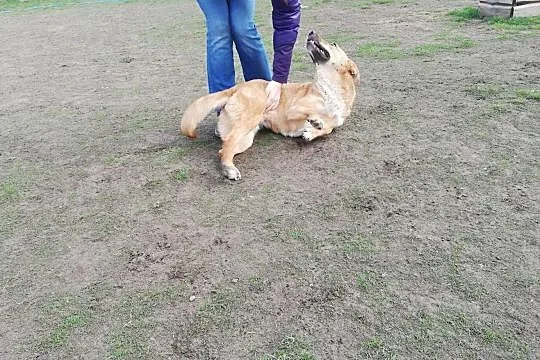 LORI - w te deszczowe dni ogrzeje serce Ci ;), Śląskie, Gliwice