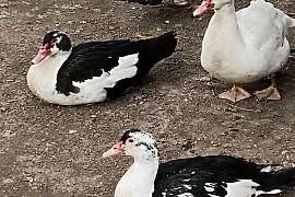 Kaczory i Kaczki PIŻMOWE Fran. Do UBOJU / CHÓW  { Spora Ilość } Polecam*
