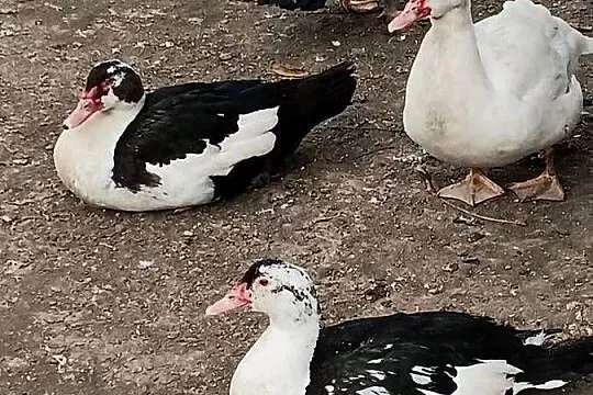 Kaczory i Kaczki PIŻMOWE Fran. Do UBOJU / CHÓW  { Spora Ilość } Polecam*