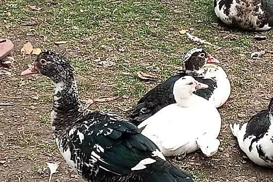 Kaczory i Kaczki PIŻMOWE Fran. Do UBOJU / CHÓW  { Spora Ilość } Polecam*, Śląskie, Golasowice