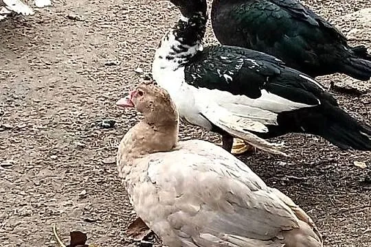 Kaczory i Kaczki PIŻMOWE Fran. Do UBOJU / CHÓW  { Spora Ilość } Polecam*, Śląskie, Golasowice