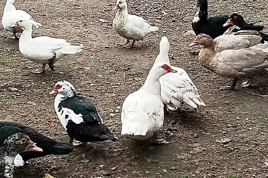 Kaczory i Kaczki PIŻMOWE Fran. Do UBOJU / CHÓW  { Spora Ilość } Polecam*, Śląskie, Golasowice