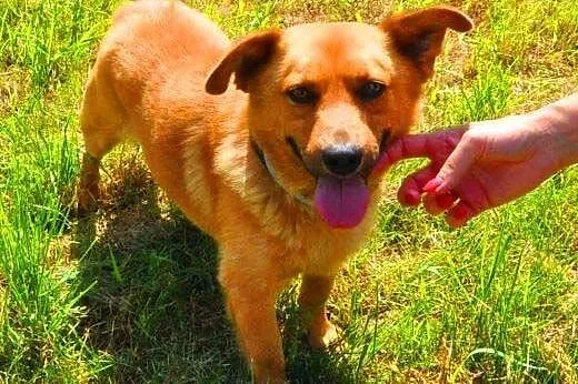 RUDEK - cudowny, mały 8 kg psiak do adopcji,  mazo