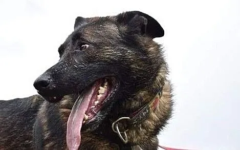Piesek Ares do adopcji, , Bydgoszcz