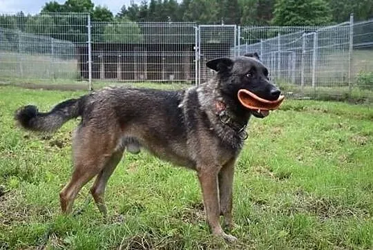 Piesek Ares do adopcji, , Bydgoszcz