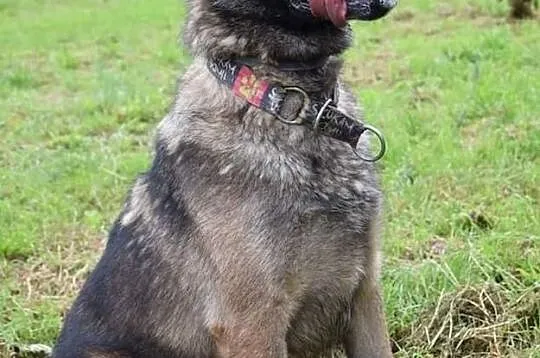 Piesek Ares do adopcji, , Bydgoszcz
