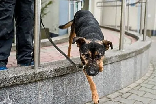 KRUKI - spokojny, dystyngowany i grzeczny, to piesek wprost bajeczny!, Mazowieckie, Warszawa
